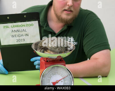 ZSL, London, UK. 22nd August 2019. Reptiles, including Jabba the 900g African Bullfrog, are weighed at the annual weigh-in, an opportunity for keepers at ZSL London Zoo to make sure the information they’ve recorded is up-to-date and accurate, as each measurement is then added to the Zoological Information Management System (ZIMS), a database shared with zoos all over the world that helps zookeepers to compare important information on thousands of endangered species. Credit: Malcolm Park/Alamy Live News. Stock Photo
