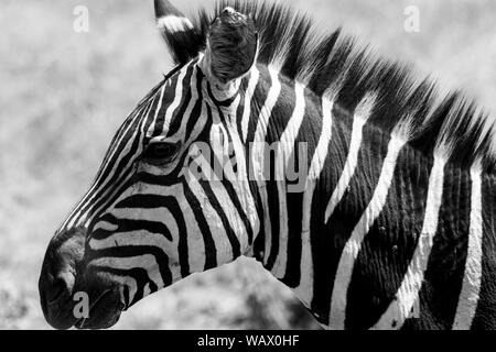 Akagera National Park in Eastern Rwanda on the boarder with Tanzania from Safari - Black and white Zebra portrait (Equus quagga) Stock Photo