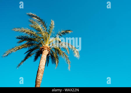 closeup of the top of a palm trees against the blue sky, with some blank space on the right Stock Photo