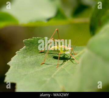 Speckled Bush-cricket - Leptophyes punctatissima. Orange and green. Profile. Stock Photo