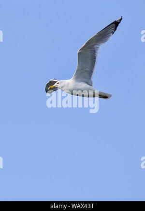 Flying seagull over the blue sky background Stock Photo