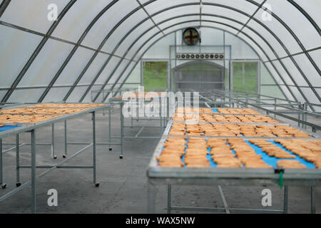 banana drying in sun solar dryer green house by sunlight. Stock Photo