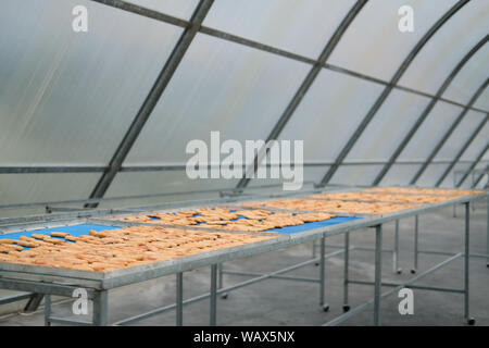 banana drying in sun solar dryer green house by sunlight. Stock Photo