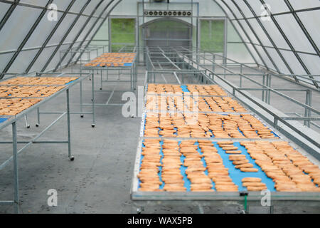 banana drying in sun solar dryer green house by sunlight. Stock Photo