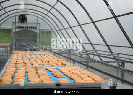 banana drying in sun solar dryer green house by sunlight. Stock Photo