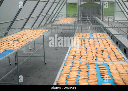 banana drying in sun solar dryer green house by sunlight. Stock Photo