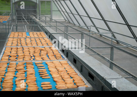 banana drying in sun solar dryer green house by sunlight. Stock Photo