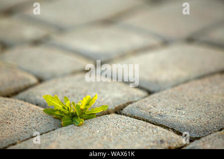 Weed plants growing between concrete pavement bricks. Stock Photo