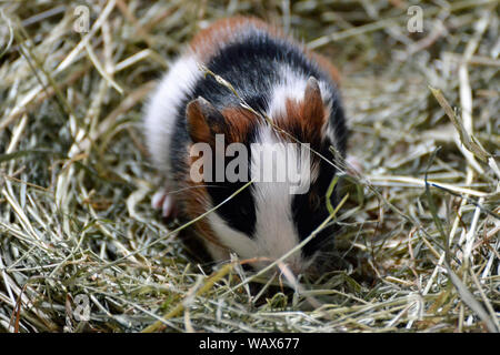 Baby guinea pig at Cotswold Wildlife Park, Burford, Oxfordshire, UK. Part of the Cotswolds. Stock Photo