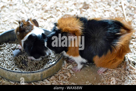 Baby guinea pig with mother guinea pig at Cotswold Wildlife Park, Burford, Oxfordshire, UK. Part of the Cotswolds. Stock Photo
