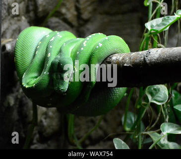 Green Tree Python at Cotswold Wildlife Park, Burford, Oxfordshire, UK. Part of the Cotswolds. Stock Photo