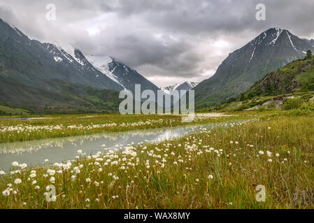 Beautiful meadow with white fluffy Eriophorum flowers, snowy mountains, river and reflections on a background of cloudy sky Stock Photo