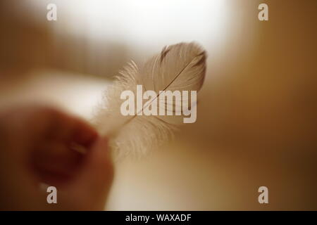 bird feather in hand, selective art focus Stock Photo