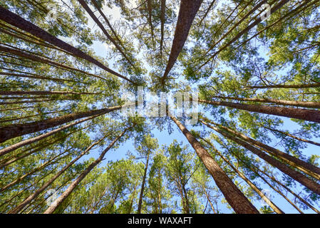View of pine trees from below creating a circular fan shape pattern against the blue sky background above. Stock Photo