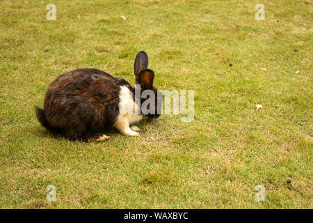 Brown colour rabbit feeding on grass in a lawn Stock Photo