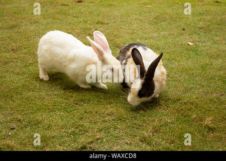 Bunnies playing in a lawn Stock Photo