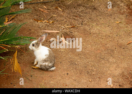 View of rabbit sitting on a muddy patch in a lawn Stock Photo
