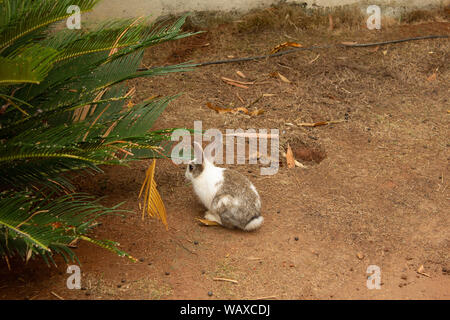 View of rabbit sitting on a muddy patch in a lawn Stock Photo