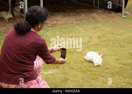 Woman taking a picture of a rabbit in a lawn Stock Photo