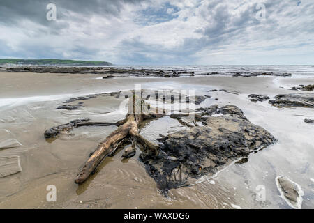 Borth beach on the Ceredigion coastal region of mid Wales showing the 4,500-5,000 years old Petrified forest remains. Stock Photo