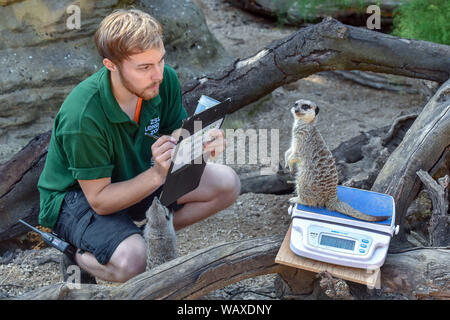 London, UK. 22nd Aug, 2019. Meerkats is being weighed during the Annual weigh-in at ZSL London Zoo in London. Credit: James Warren/SOPA Images/ZUMA Wire/Alamy Live News Stock Photo