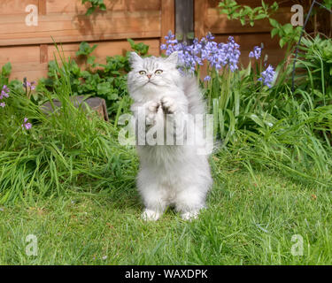 Cute British Longhair cat kitten, black-silver-spotted-tabby, standing upright on its hind legs, lifted its paws and begging in a garden