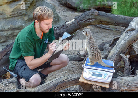 London, UK. 22nd Aug, 2019. Meerkats is being weighed during the Annual weigh-in at ZSL London Zoo in London. Credit: James Warren/SOPA Images/ZUMA Wire/Alamy Live News Stock Photo