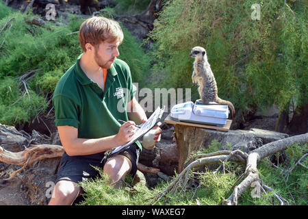 Meerkats is being weighed during the Annual weigh-in at ZSL London Zoo in London. Stock Photo