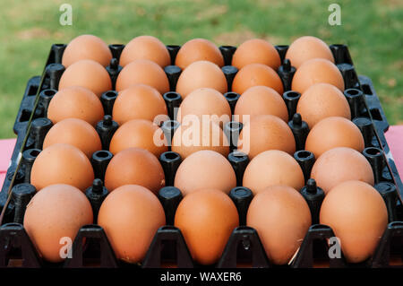 Brown Chicken eggs in black plastic box close up side view shot - Organic Farm fresh product Stock Photo