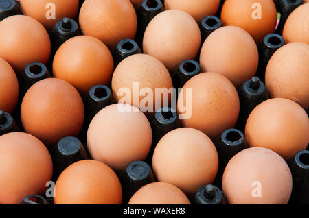 Brown Chicken eggs in black plastic box close up side top view shot - Organic Farm fresh product Stock Photo