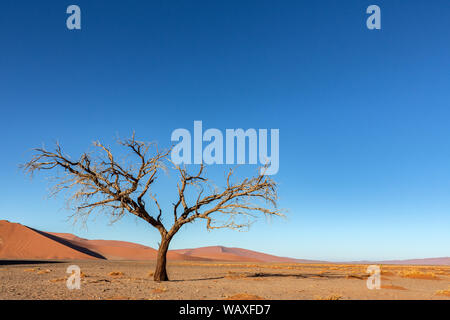 Nature, Landscape, Namibia, Namib, Dersert, Namib Desert, Dune, Red Dune, Sossusvlei, 30077662 Stock Photo