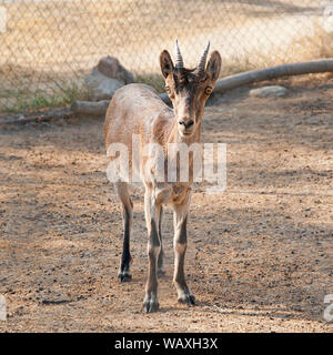 Captive Western Spanish ibex also called Gredos ibex (Capra pyrenaica victoriae). It is a vulnerable goat endemic to Spain and Portugal Stock Photo