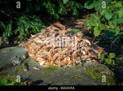 Fungus growing on tree stump in forest Stock Photo