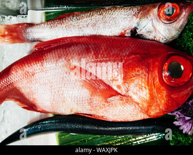 Big Kinmedai or Alfonsino or Beryx fresh fish for Japanese sushi on ice Stock Photo Alamy