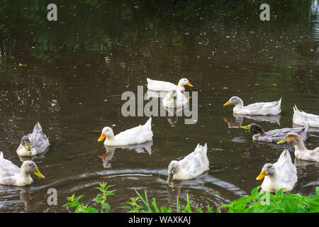 Many gray and white ducks swim in the pond Stock Photo