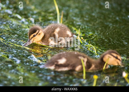 Mallard ducklings swimming amongst the weeds on the river Frome, Dorset. Stock Photo