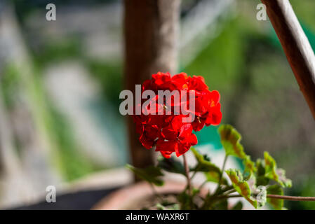 Red peony flower isolated on blurred background -
