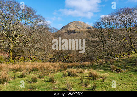 Moelwyn Mawr mountain viewed through woodland near the village of Croesor Snowdonia National Park UK March 8060 Stock Photo