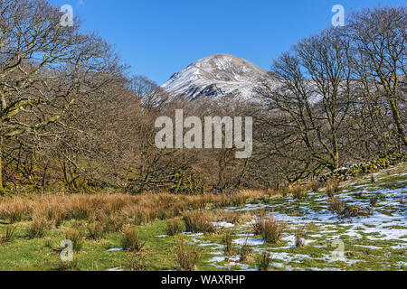 Moelwyn Mawr mountain viewed through woodland near the village of Croesor Snowdonia National Park UK March 8440 Stock Photo