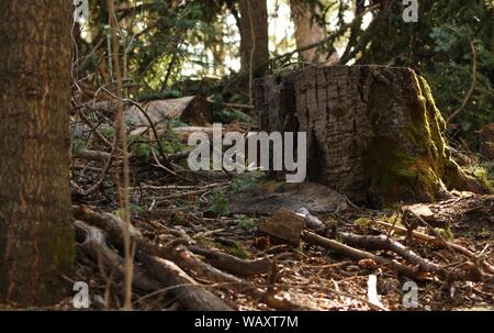 moss covered tree stump during a summer sunset on a mountain top Stock Photo