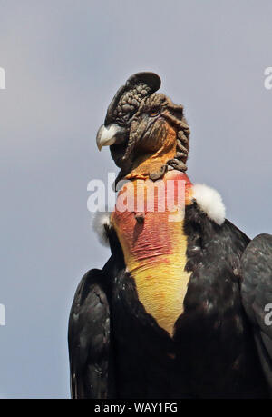 Andean Condor (Vultur gryphus) close up of adult  Farellones, Chile                January Stock Photo