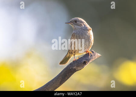 Dunnock (Prunella modularis) perched on branch looking at side on green ecological garden  background Stock Photo