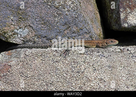 Juvenile Common Lizard (Zootoca vivipara) basking on lichen covered stone wall Stock Photo