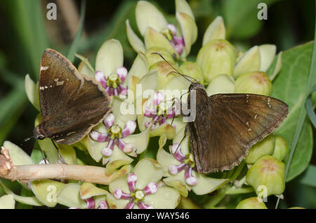 Southern Cloudywing, Cecropterus bathyllus and Northern Cloudywing, Cecropterus pylades, male nectaring from green milkweed, Asclepias viridis Stock Photo