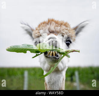 Alpaca eating weeds, Manitoba, Canada. Stock Photo
