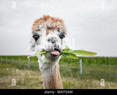 Alpaca eating weeds, Manitoba, Canada. Stock Photo