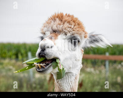 Alpaca eating weeds, Manitoba, Canada. Stock Photo