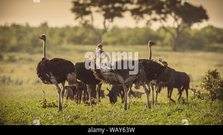 South African Ostrich (Struthio camelus australis) herd at sunset on green savanna in Mooiplaas river bed in bushveld savanna of Kruger national park Stock Photo