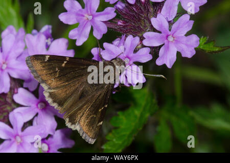 Southern Cloudywing, Cecropterus bathyllus, nectaring from Vervain, Glandularia sp. Stock Photo