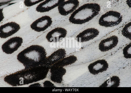 Giant Leopard Moth, Hypercompe scribonia, wing detail Stock Photo